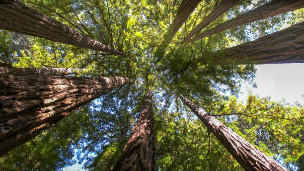 The Steps Involved in Our Tree Care Process in Terrace Heights, WA